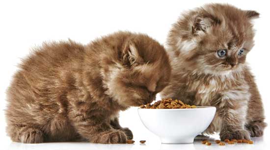 Kittens