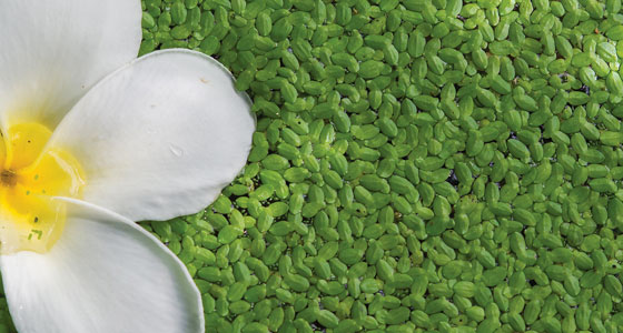  A flower on a pond covered with duckweed. 