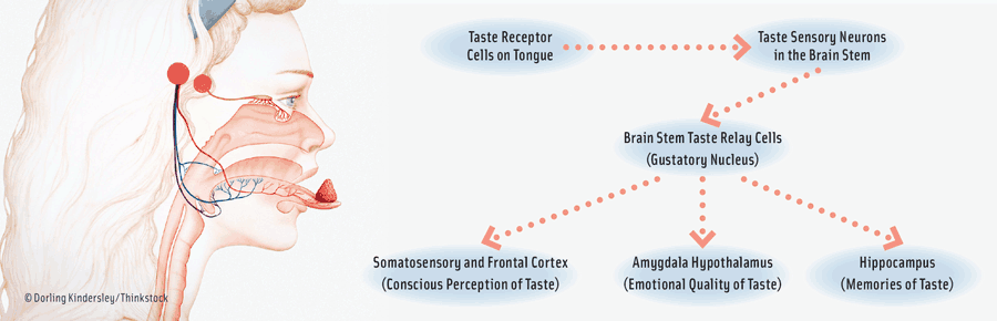 Figure 1. Central Taste Pathways. This diagram shows the pathways taste messages travel from the taste buds in the tongue, through the brain stem, and into higher regions of the brain, where the messages are processed. Diagram courtesy of Eric Chudler, Washington State University