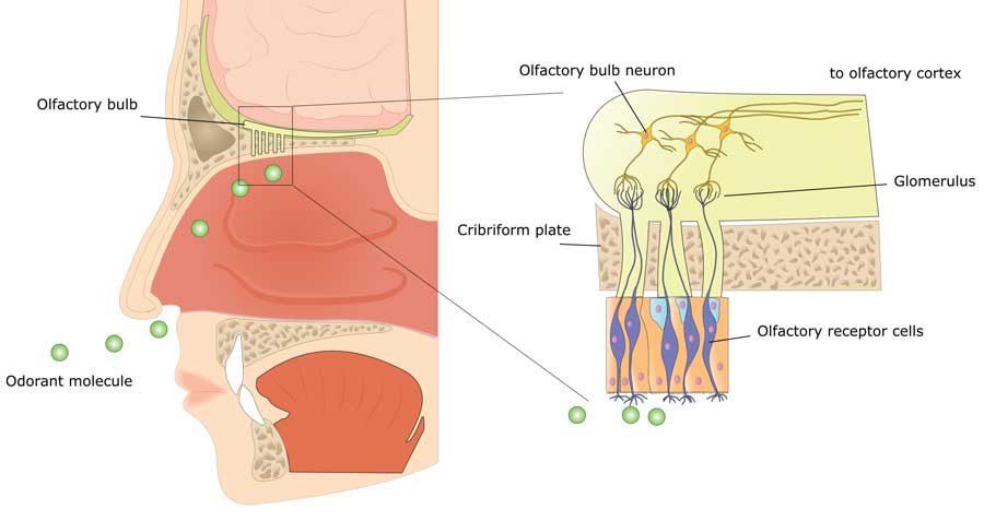 Our ability to perceive flavor begins with the olfactory system where aroma compounds interact with olfactory receptor cells located within our mouths and noses. © ellepigrafica/Shutterstock