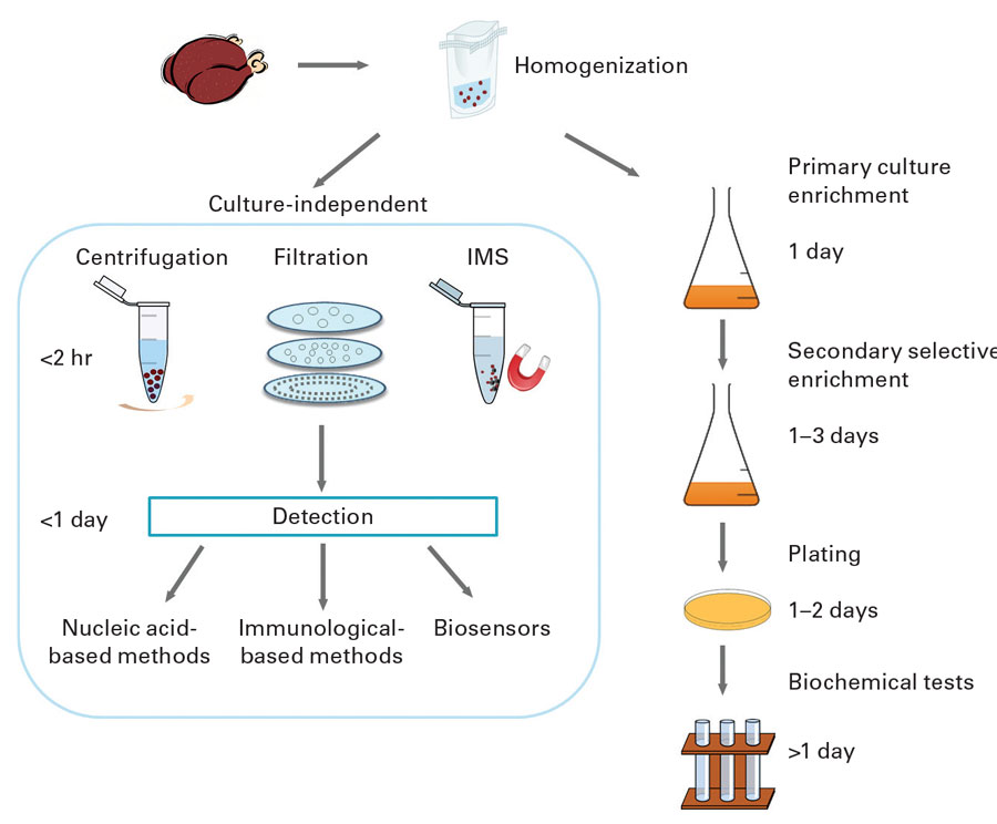 Comparison of culture-independent and conventional culture-based detection methods. Reprinted with permission from “Culture-Independent Rapid Detection Methods for Bacterial Pathogens and Toxins in Food Matrices” by Yun Wang and Joelle K. Salazar in Comprehensive Reviews in Food Science and Food Safety 15: 183–205 (2016).