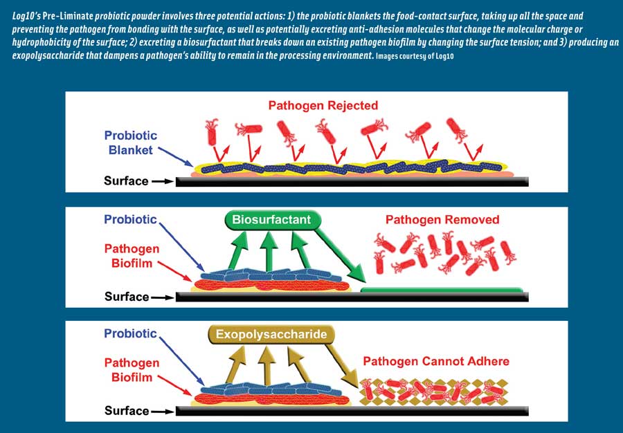 Log10’s Pre-Liminate probiotic powder involves three potential actions: 1) the probiotic blankets the food-contact surface, taking up all the space and preventing the pathogen from bonding with the surface, as well as potentially excreting anti-adhesion molecules that change the molecular charge or hydrophobicity of the surface; 2) excreting a biosurfactant that breaks down an existing pathogen biofilm by changing the surface tension; and 3) producing an exopolysaccharide that dampens a pathogen’s ability to remain in the processing environment. Images courtesy of Log10