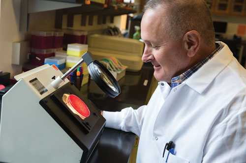 Keith Belk prepares to count microbial colonies growing in a petri dish.