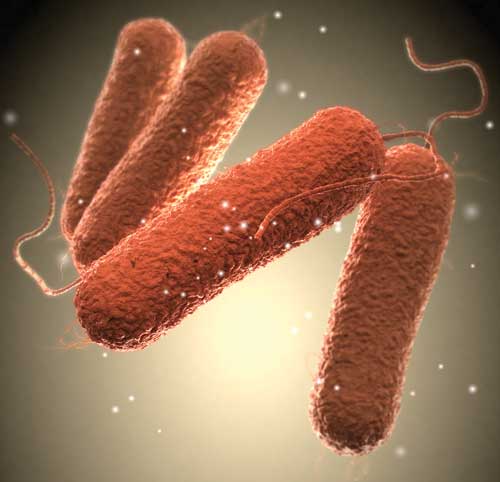 Salmonella