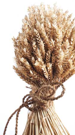 Wheat