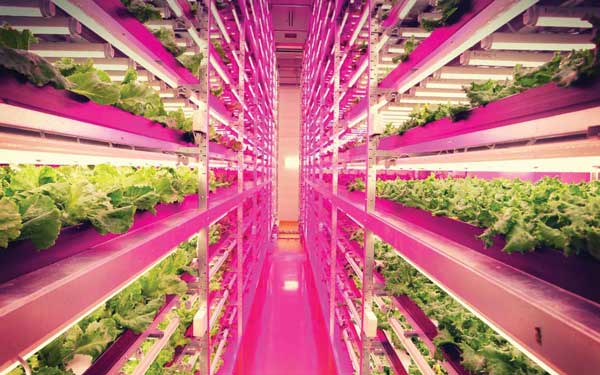 Urban Food Production
