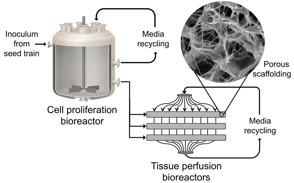 Figure 2. This schematic illustrates one conception of the process of clean meat production at scale. The first stage is proliferation of the cells, followed by a differentiation and maturation stage where cells are seeded onto scaffolds and allowed to mature into the cell types required for meat. Each of these stages presents its own design requirements for the media, scaffolding, and bioreactors. Figure courtesy of The Good Food Institute