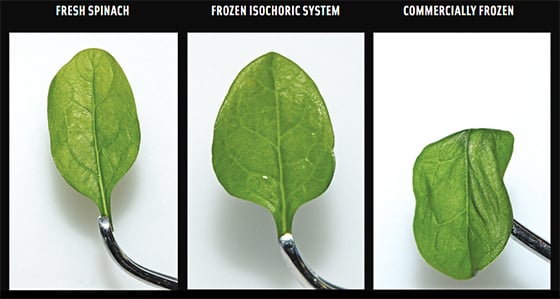 Spinach Stages