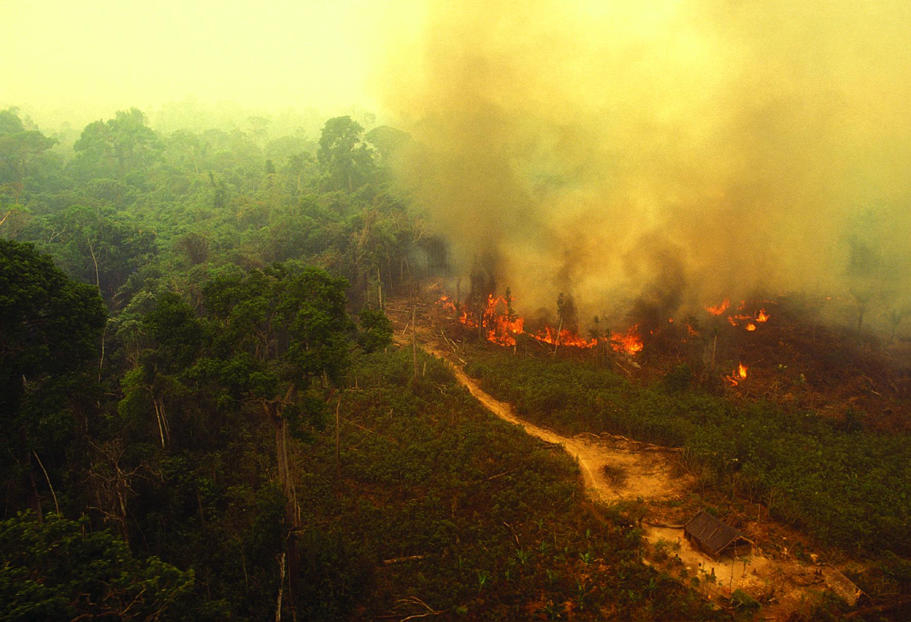 Burning Rain forest