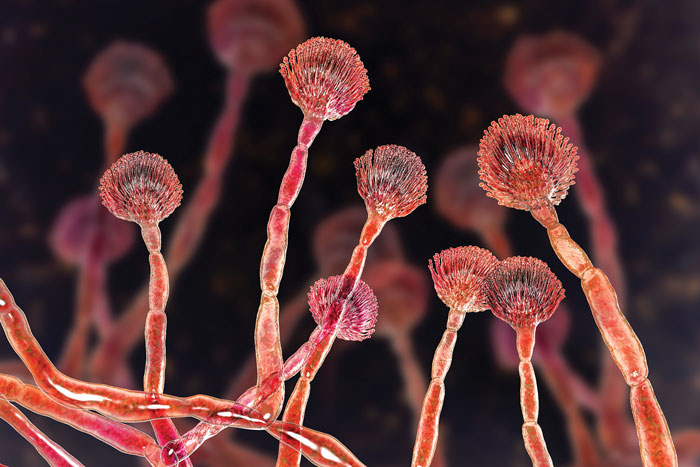 Aspergillus