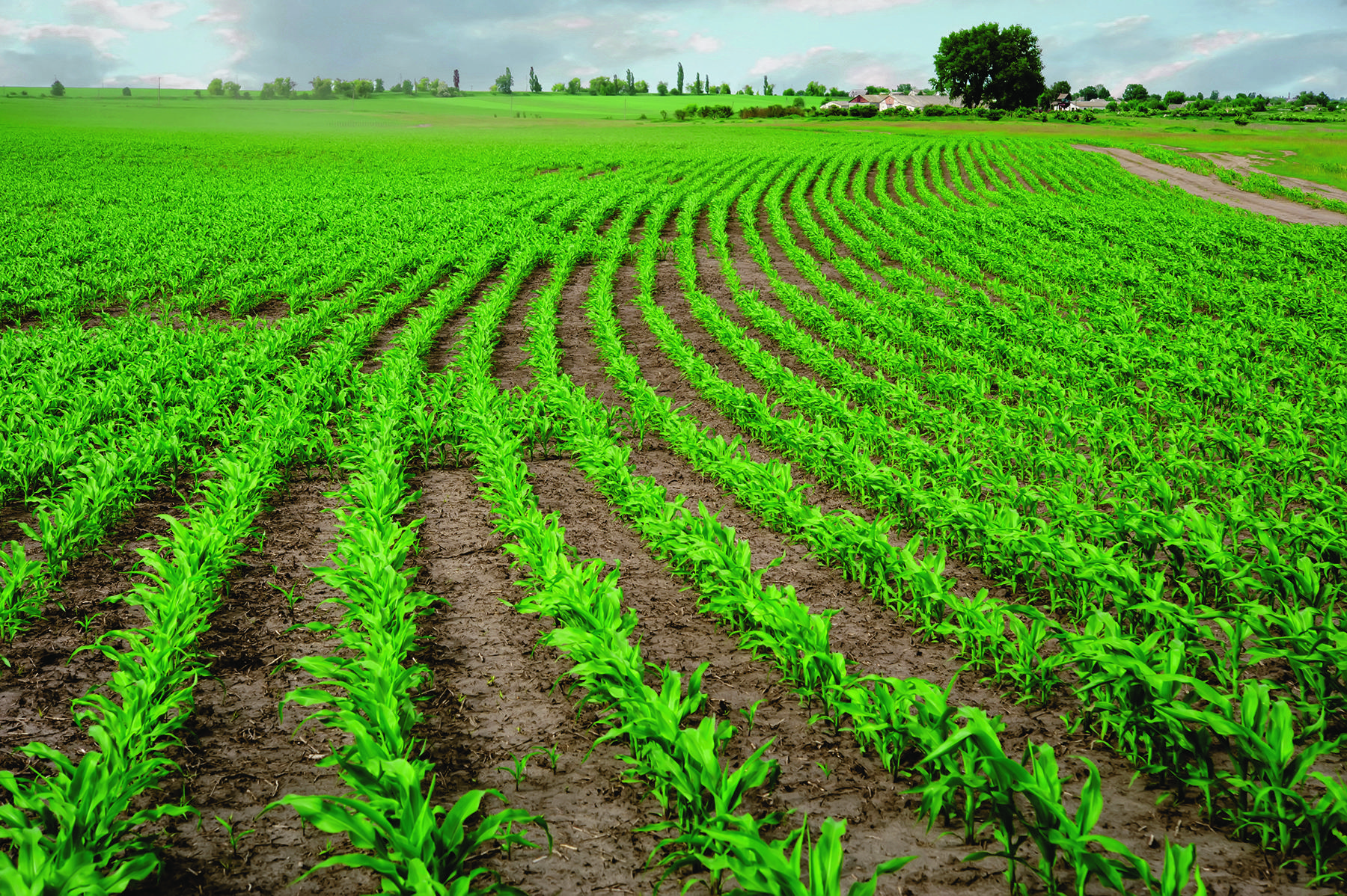 Agriculture Field