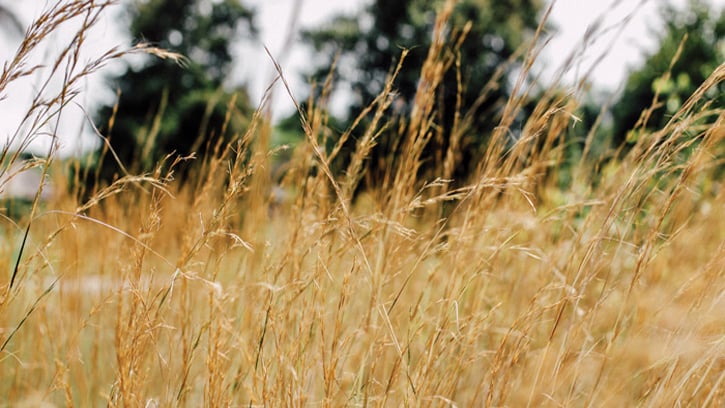 WheatFieldCloseup: Processing