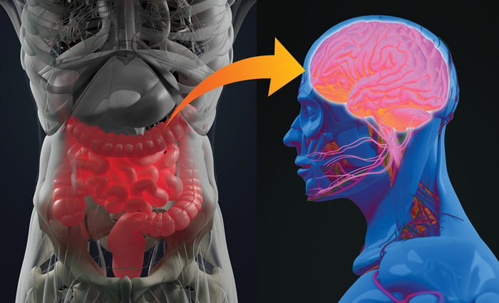 Bidirectional Microbiome Communication