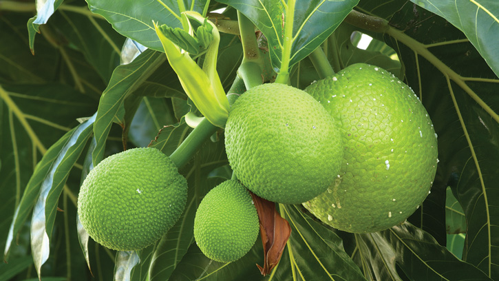 Fruit o tree