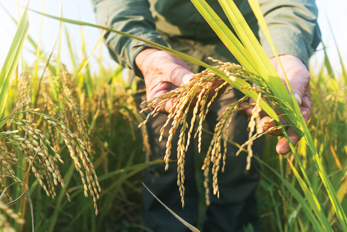 Rice field