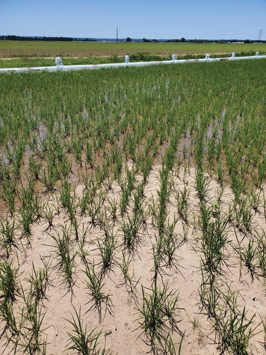 Rice field