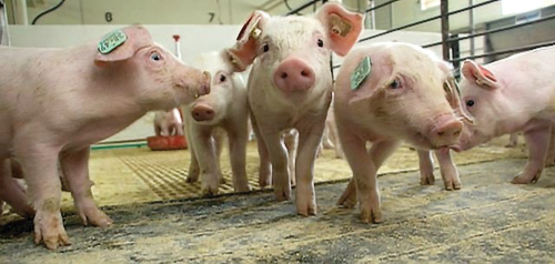 Pigs