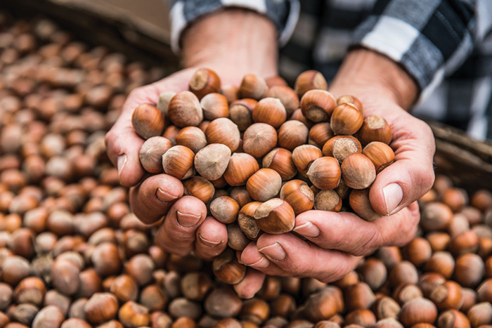Hazelnuts