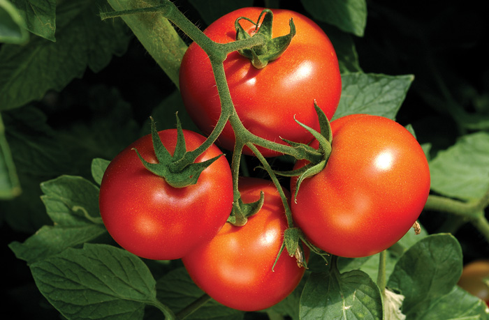 Tomatoes on vine