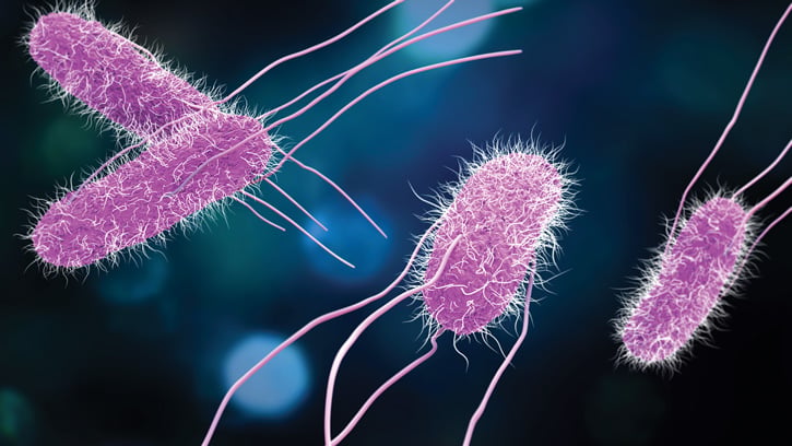 Salmonella