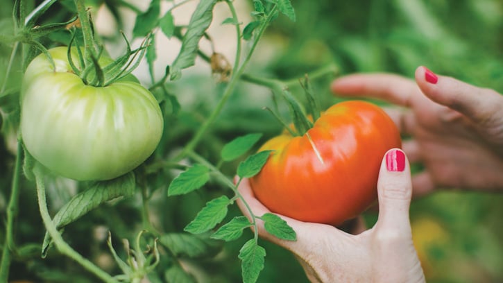 tomatos