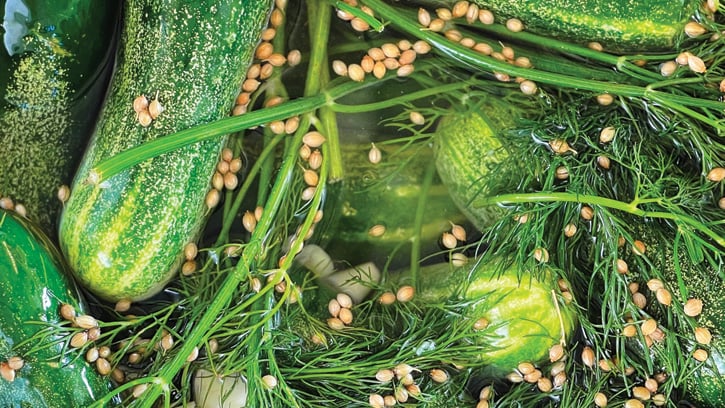 pickled cucumbers