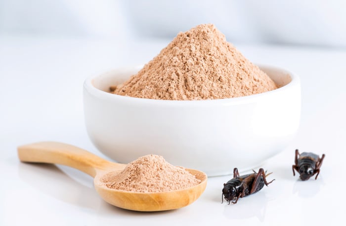 cricket powder