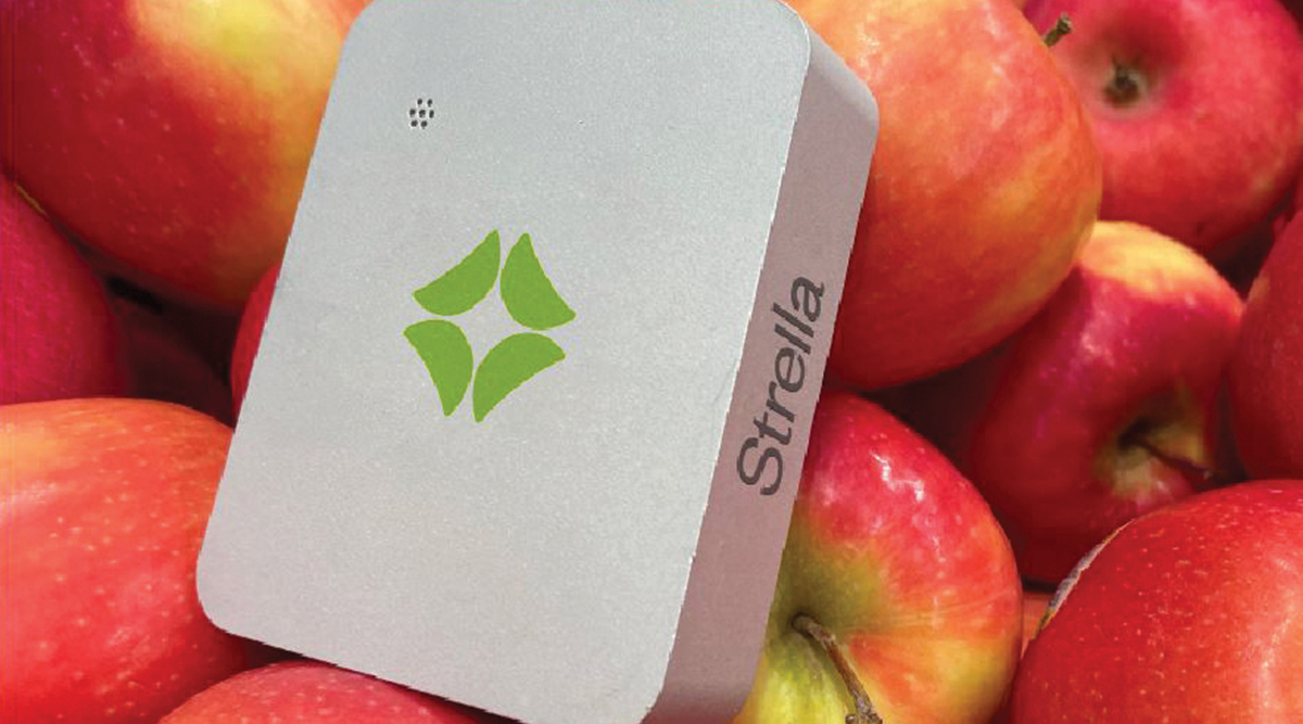 Strella sensor