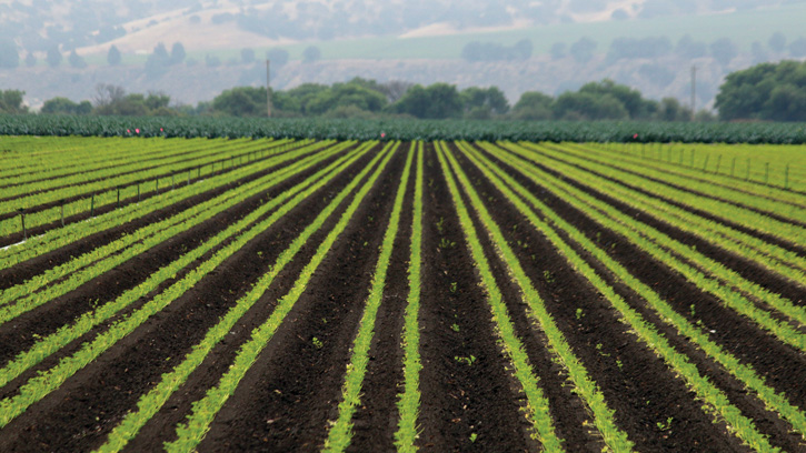 farm field