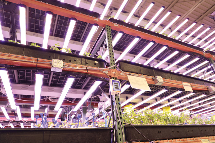 indoor farm