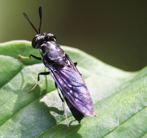 black soldier fly