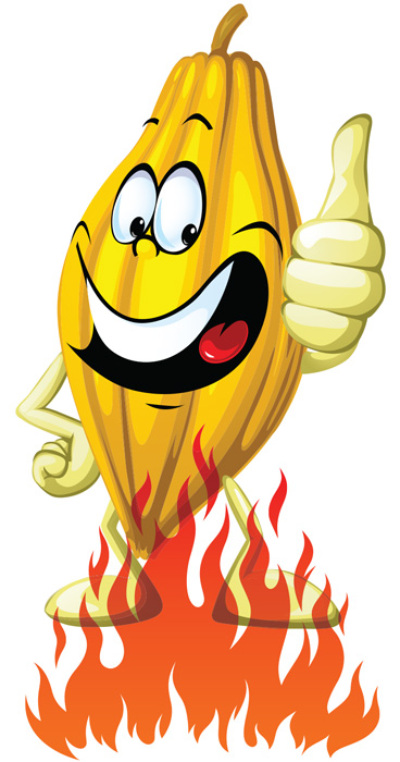 roasted cocoa bean 