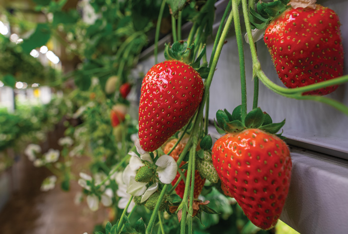 strawberries