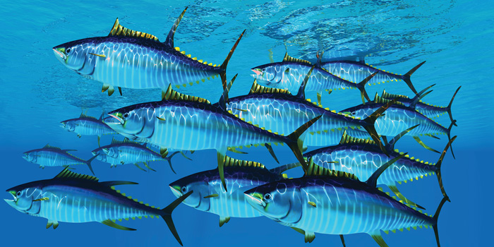 tuna