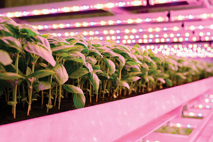 vertical farm crops