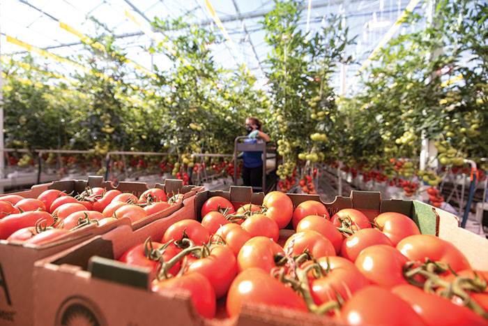 growing tomatoes indoors