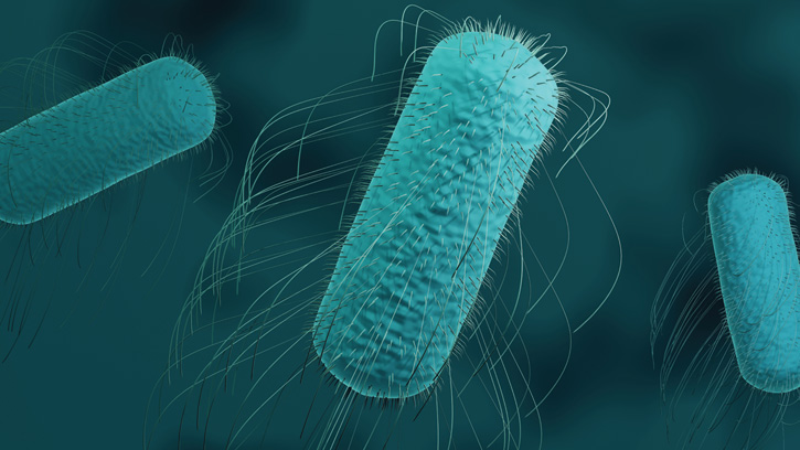 Salmonella