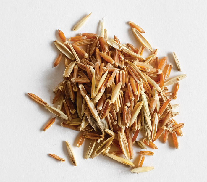 Kernza Seed