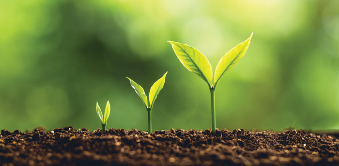 Seedlings