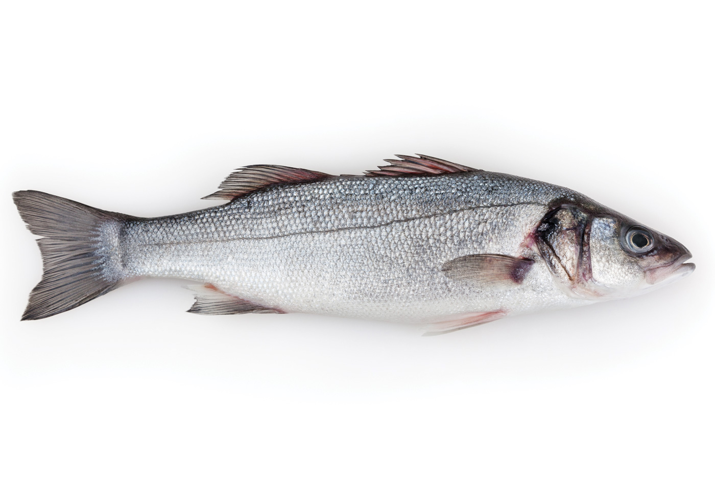 Fish