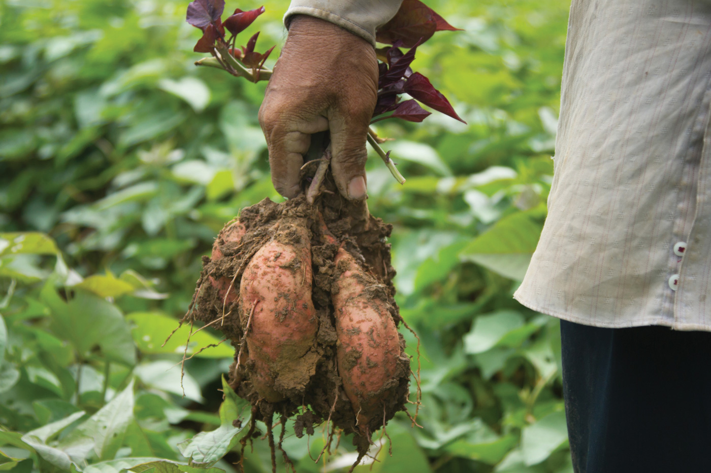 Sweet Potato