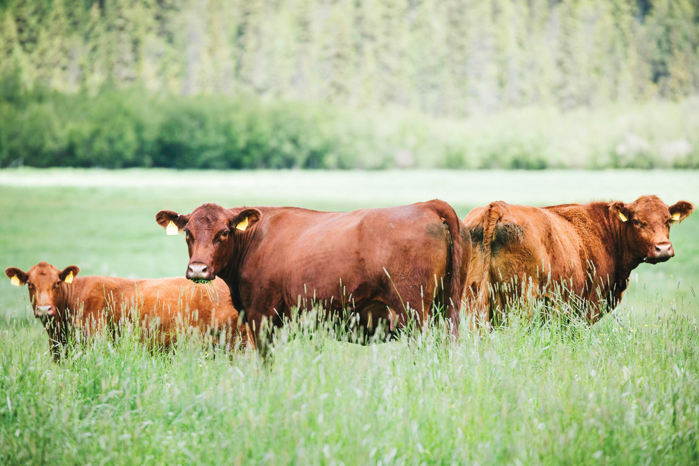 Cows