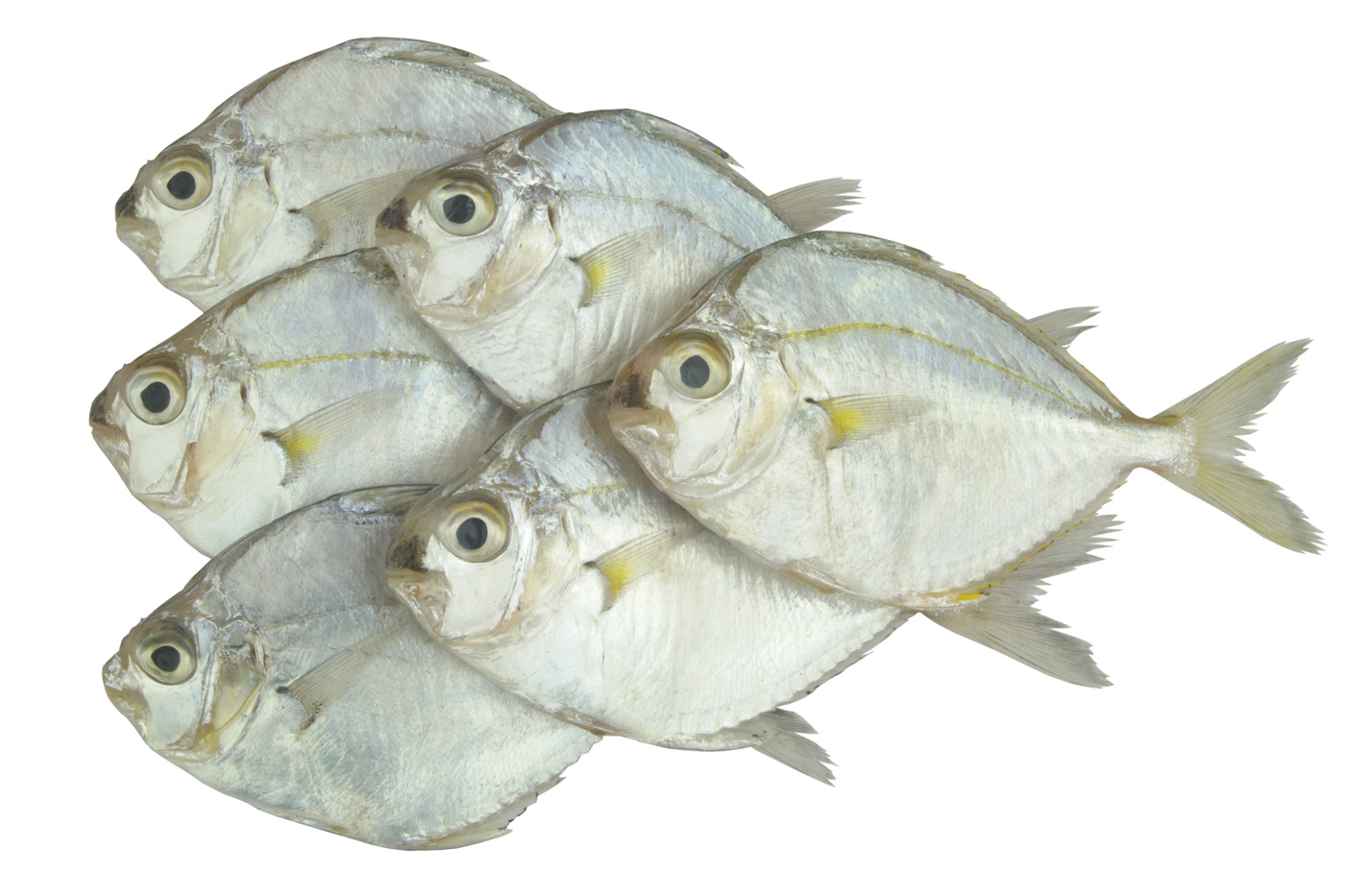 Pony Fish