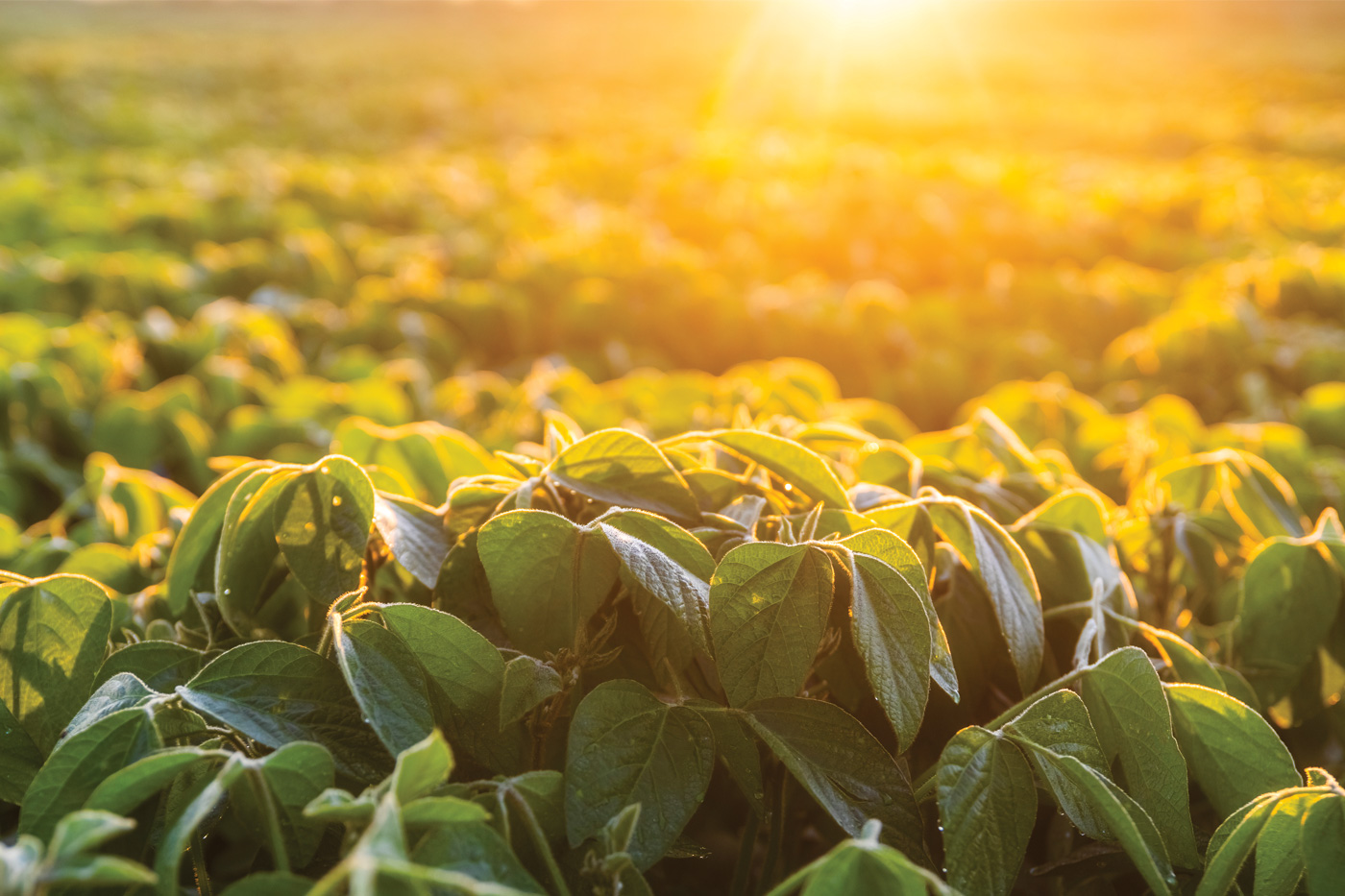 Soybeans close up