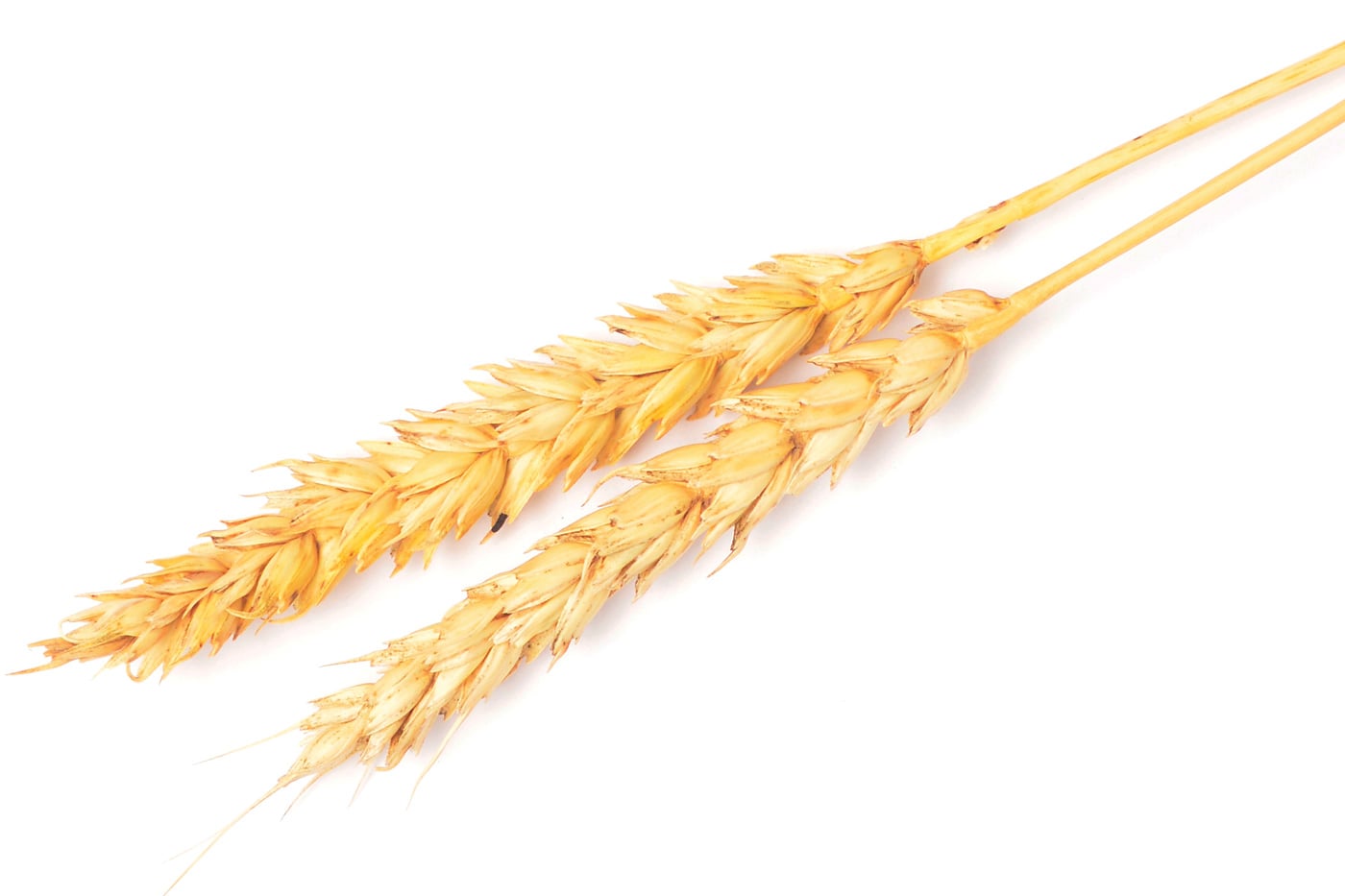wheat ears