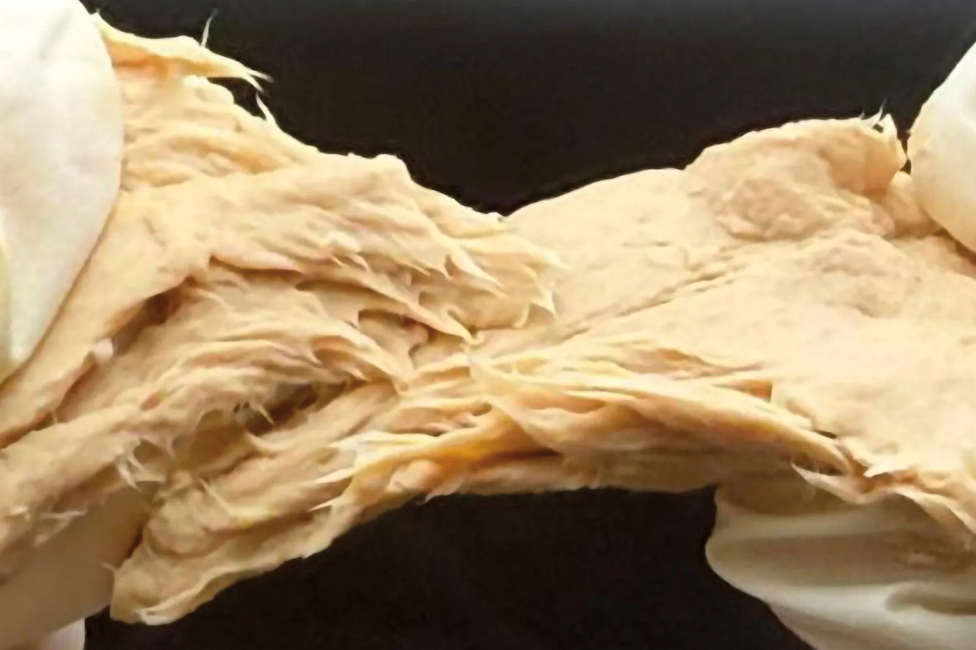 Fusarium venenatum